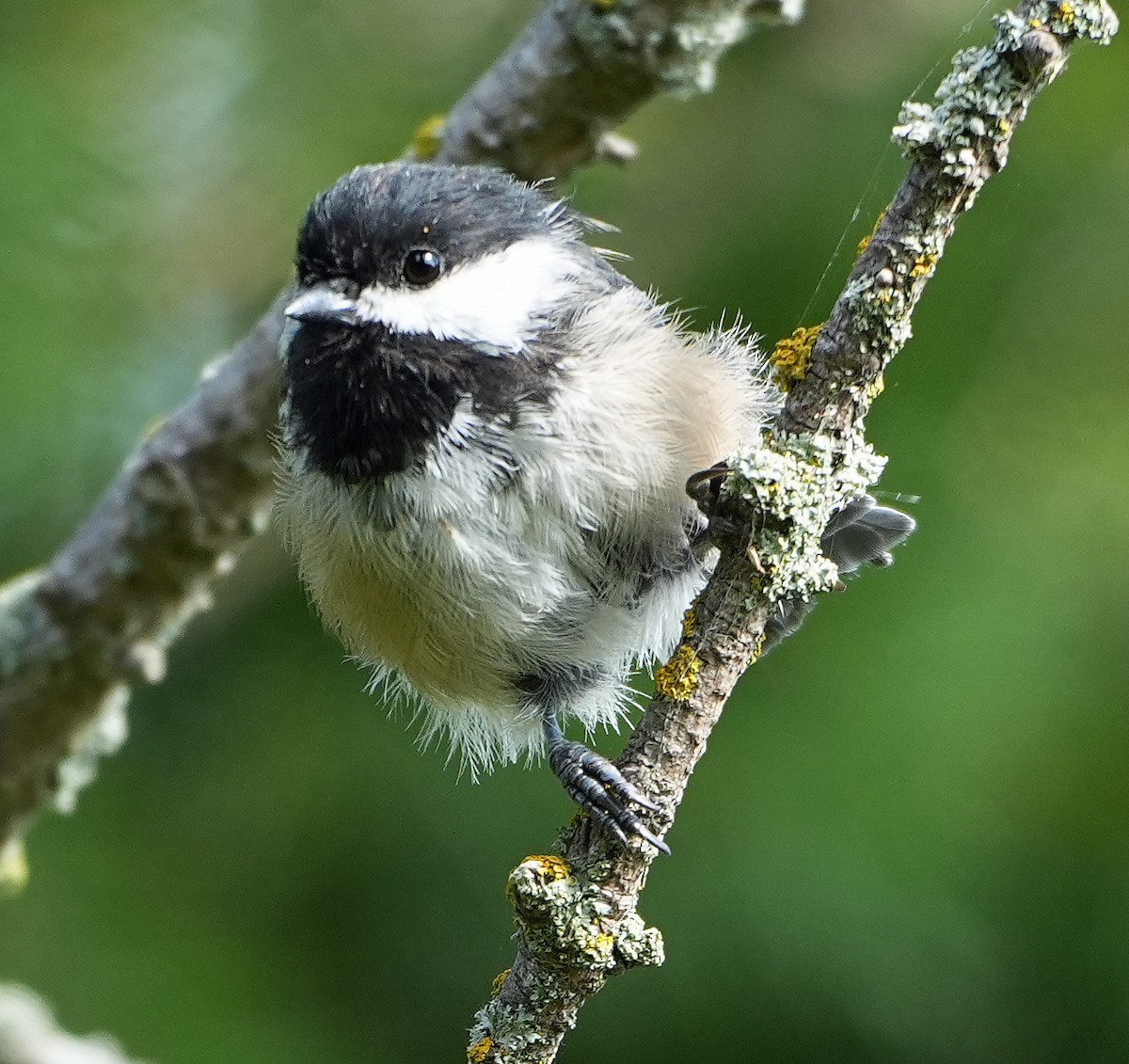 Black-capped Chickadee - ML640595365