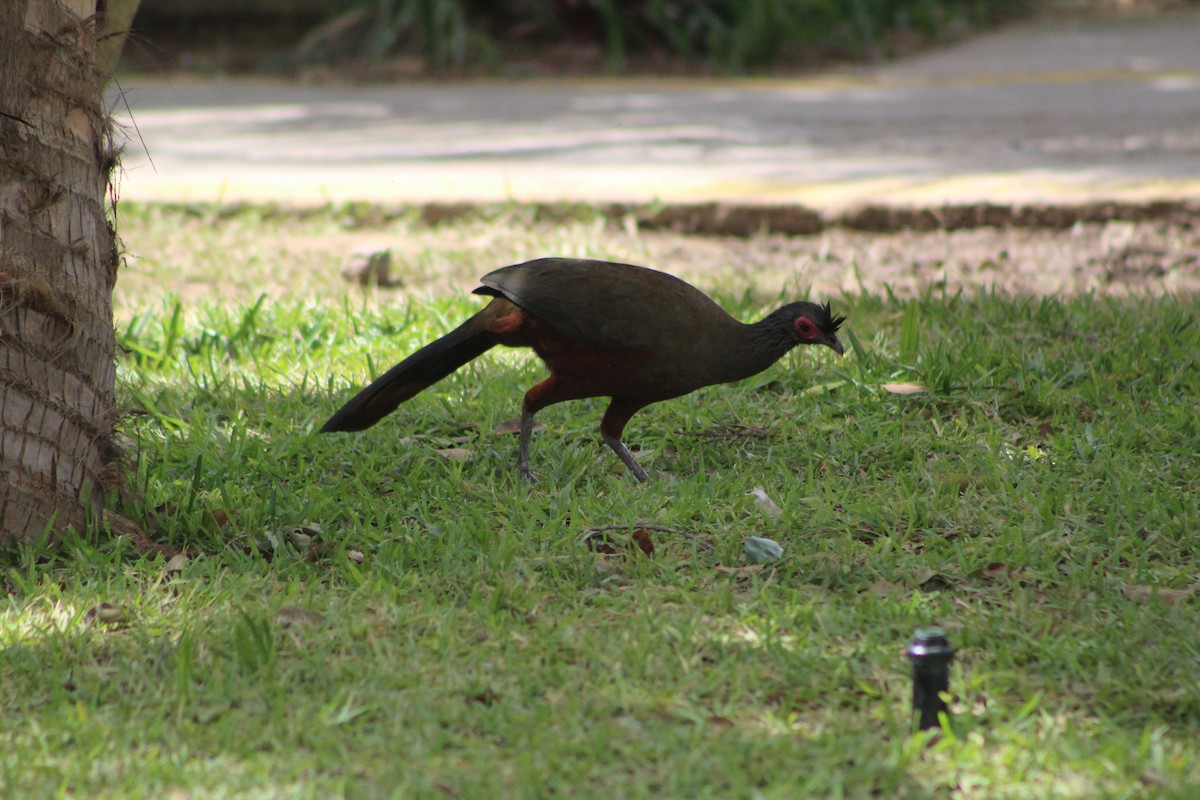 Rufous-bellied Chachalaca - ML640595370