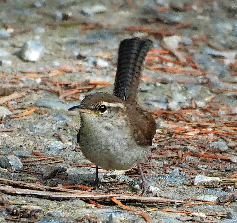 Bewick's Wren - ML640595374