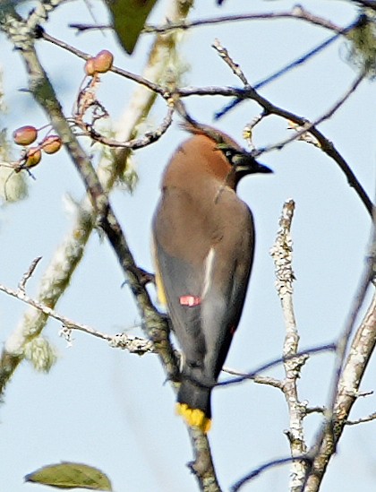 Cedar Waxwing - ML640595383