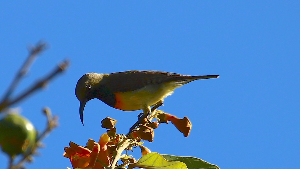Palawan Sunbird - ML640595407