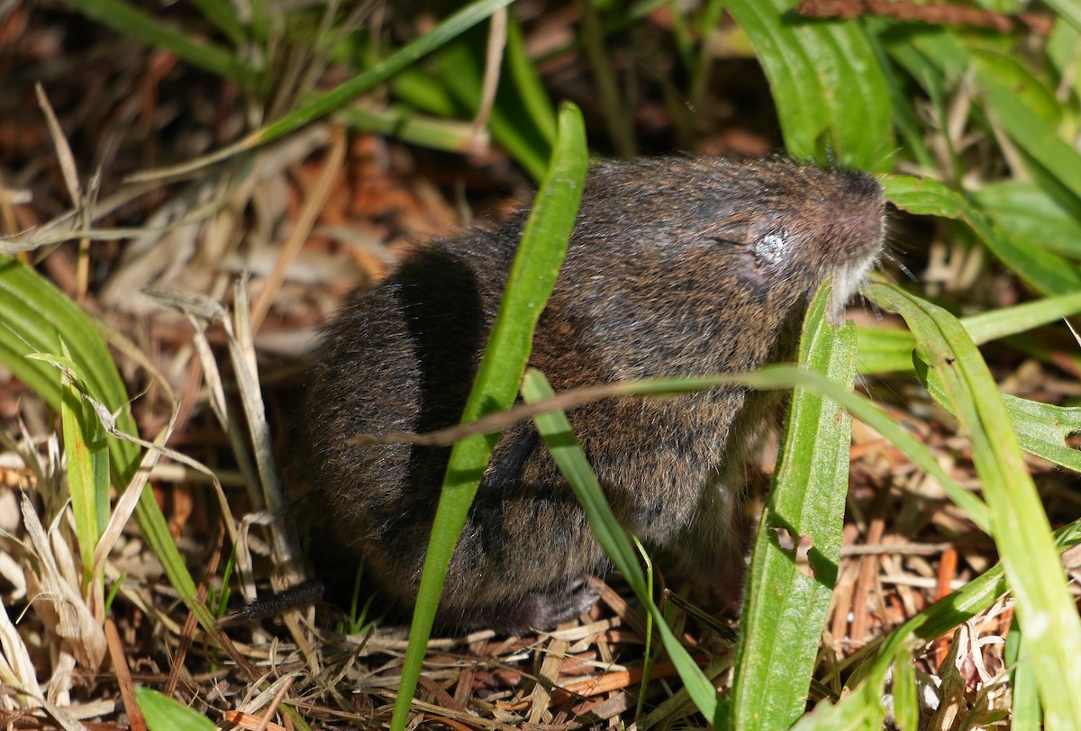 Animals - ML640595422