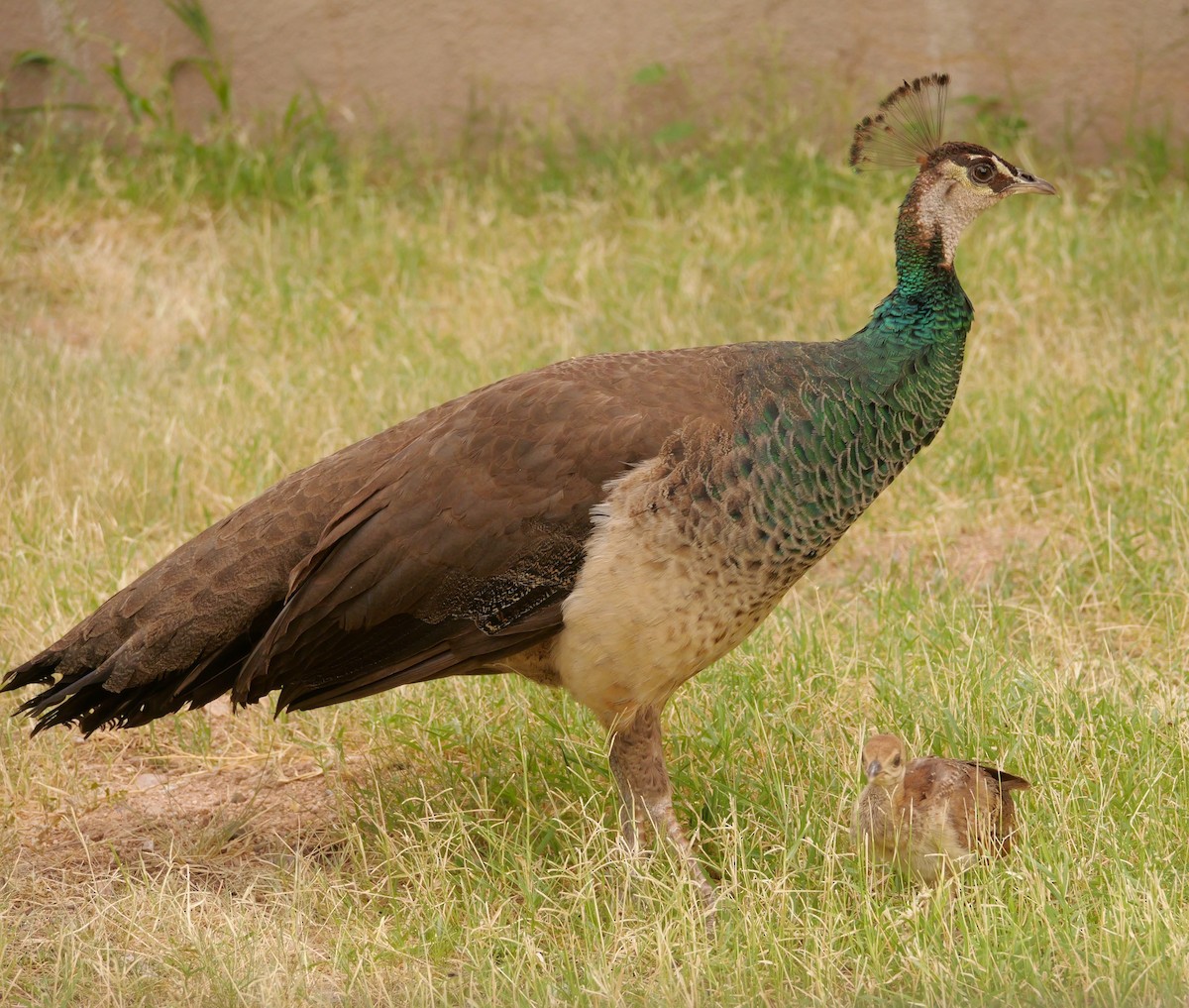 Indian Peafowl (Domestic type) - ML640595453