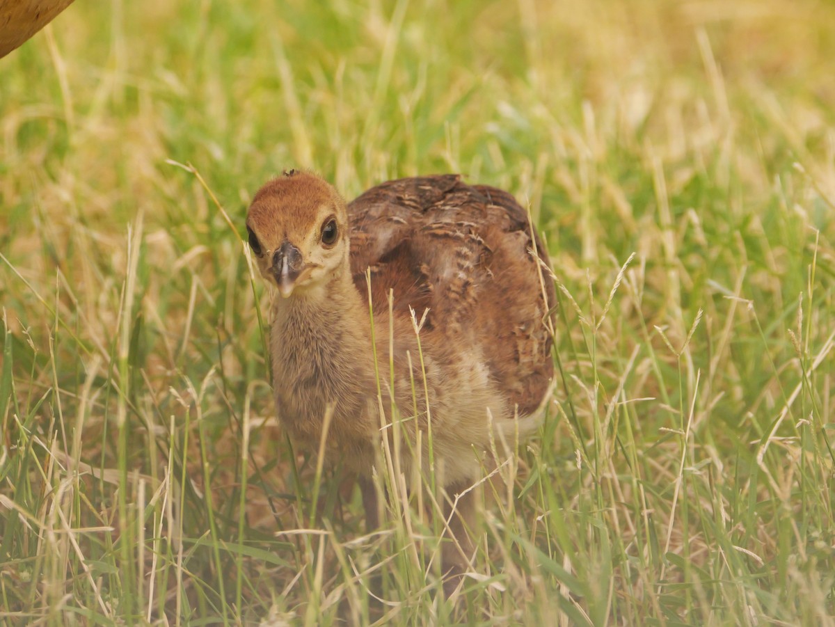 Indian Peafowl (Domestic type) - ML640595454
