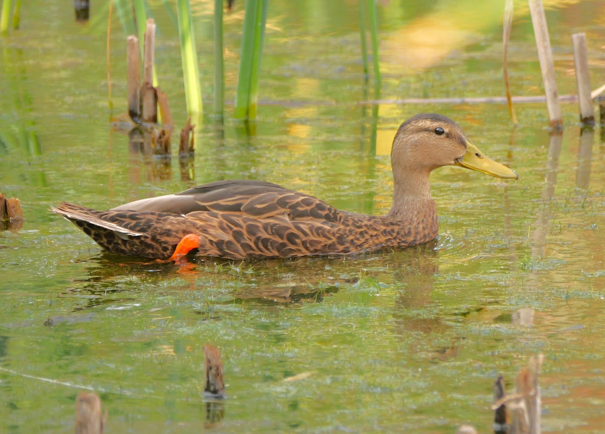 Mexican Duck - ML640595467