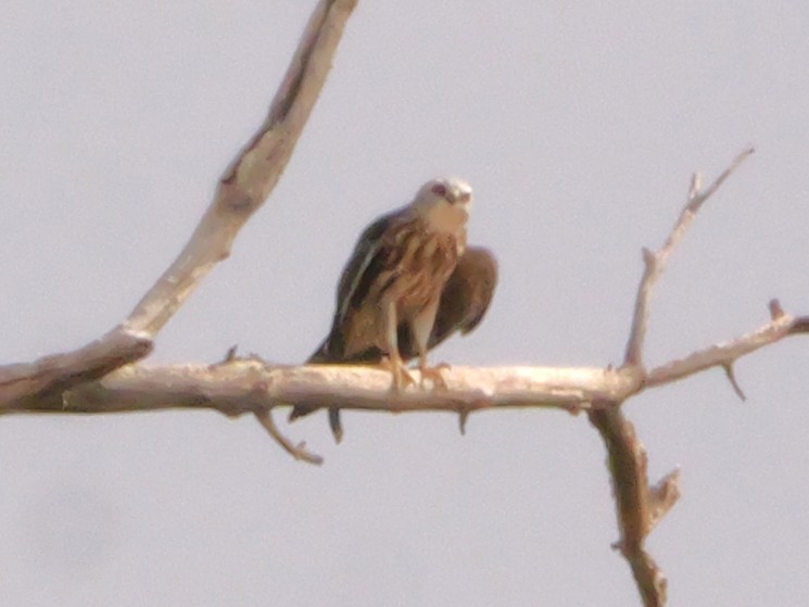 Mississippi Kite - ML640595473