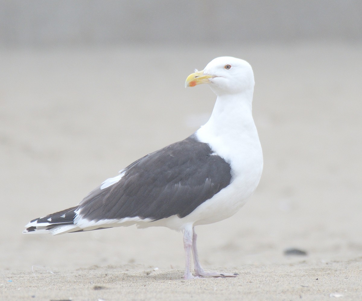 Great Black-backed Gull - ML640595476