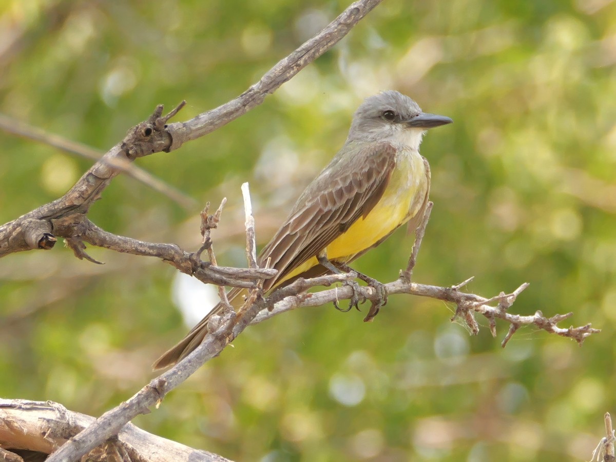 Tropical Kingbird - ML640595480
