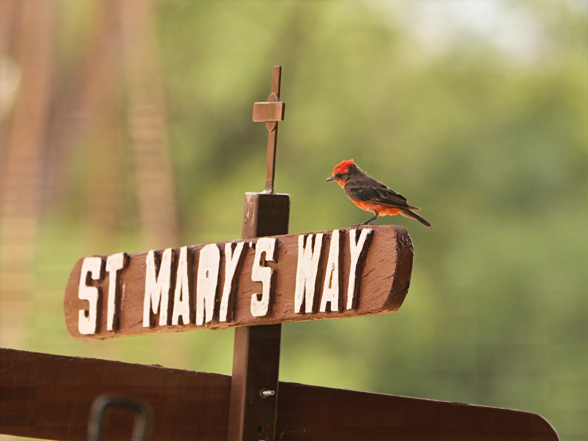 Vermilion Flycatcher (Northern) - ML640595493
