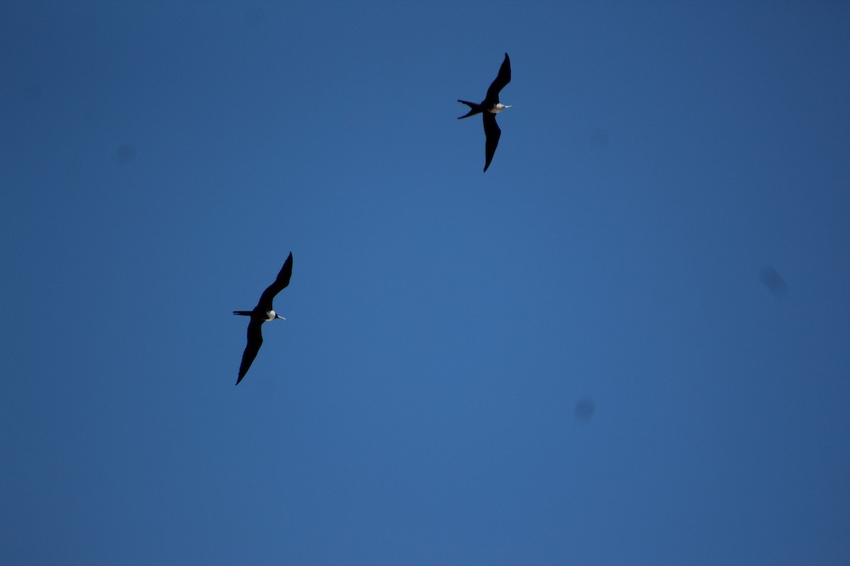 Magnificent Frigatebird - ML640595524