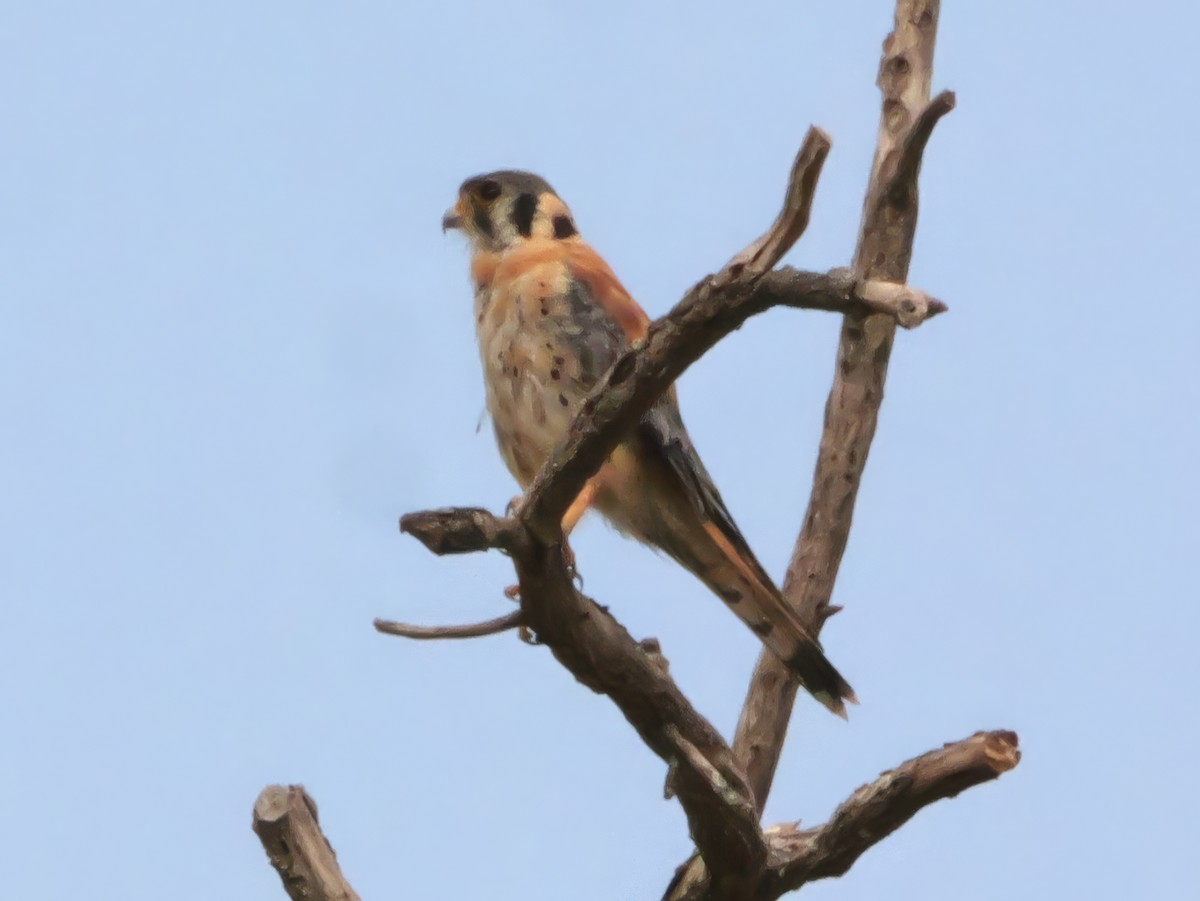 American Kestrel - ML640595528