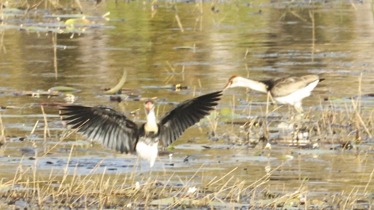 Comb-crested Jacana - ML640595549