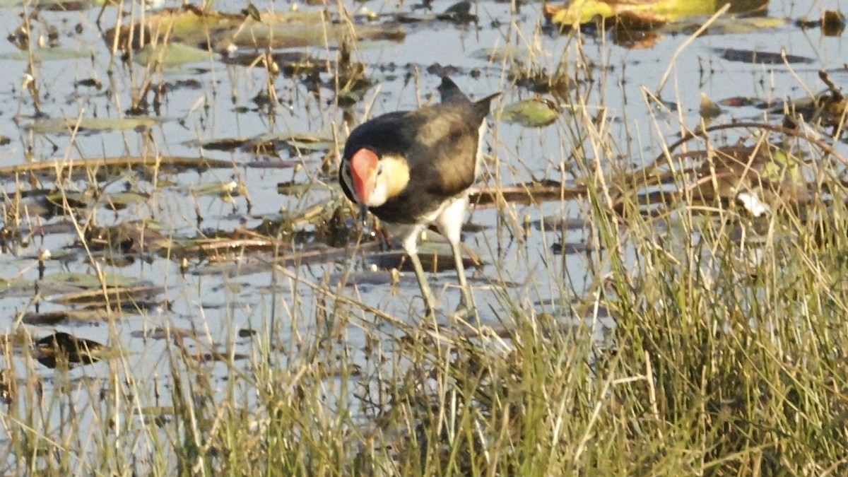Comb-crested Jacana - ML640595553