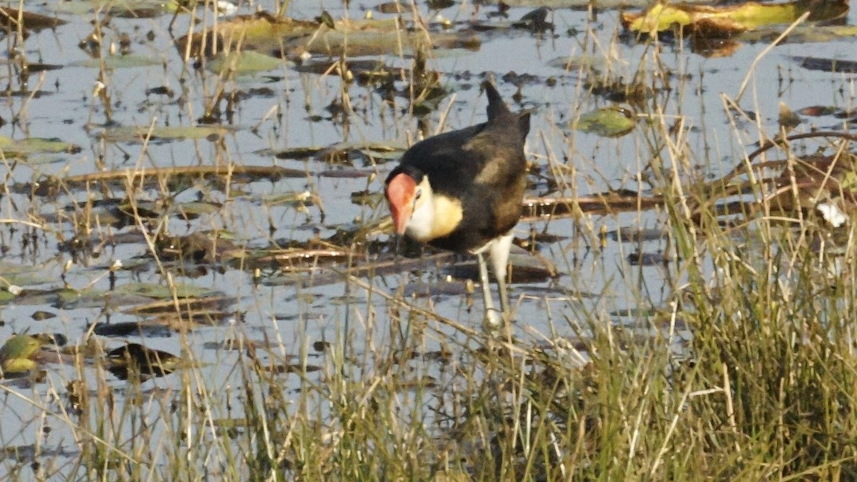 Comb-crested Jacana - ML640595555