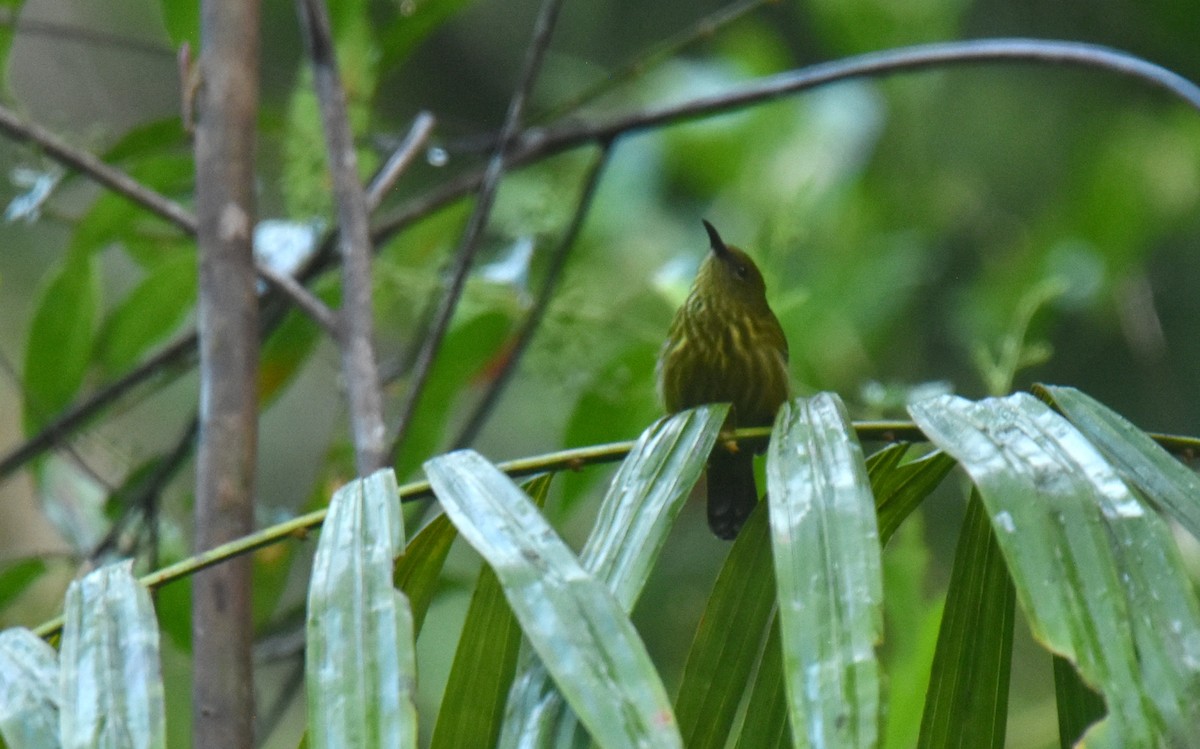 Purple-naped Spiderhunter - ML640595593