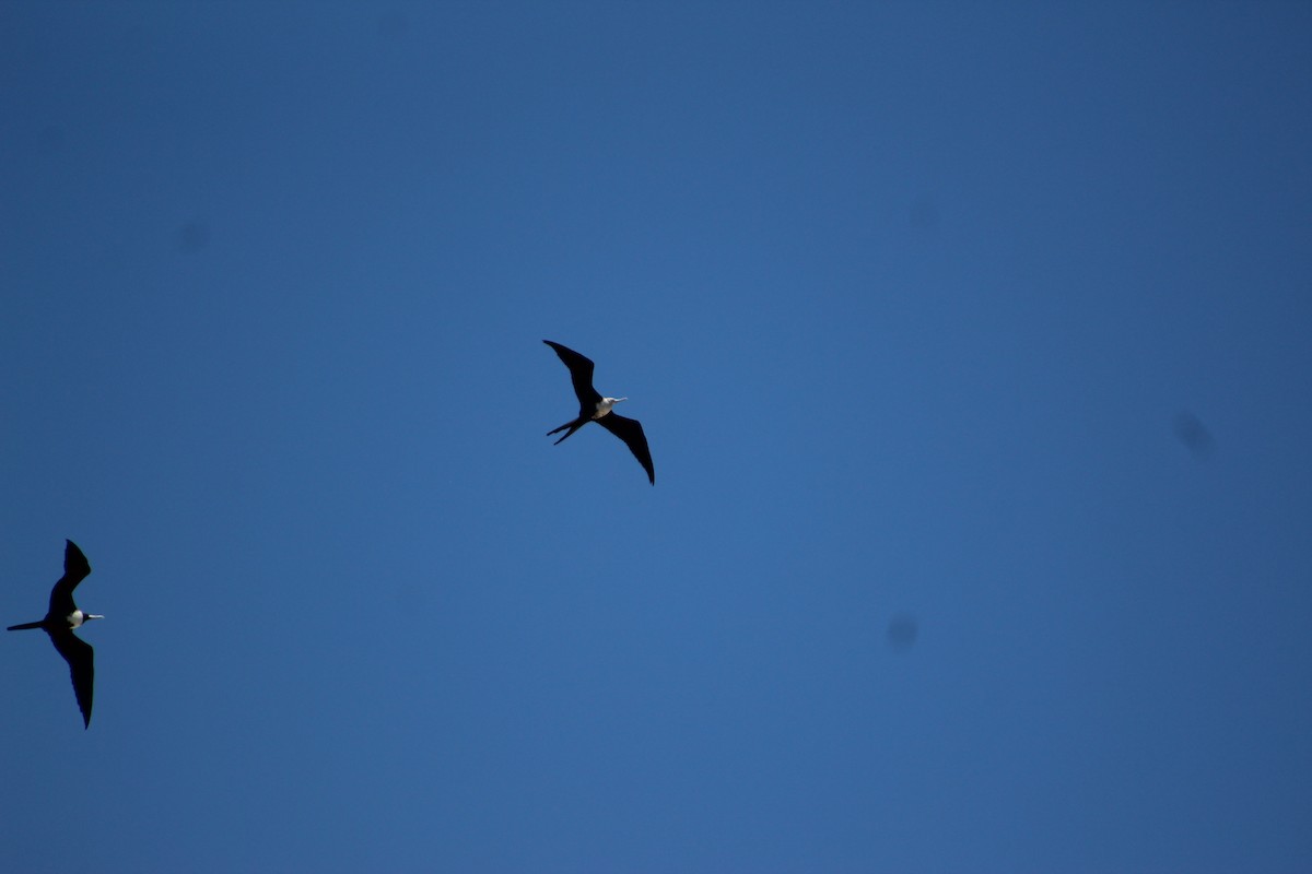 Magnificent Frigatebird - ML640595601