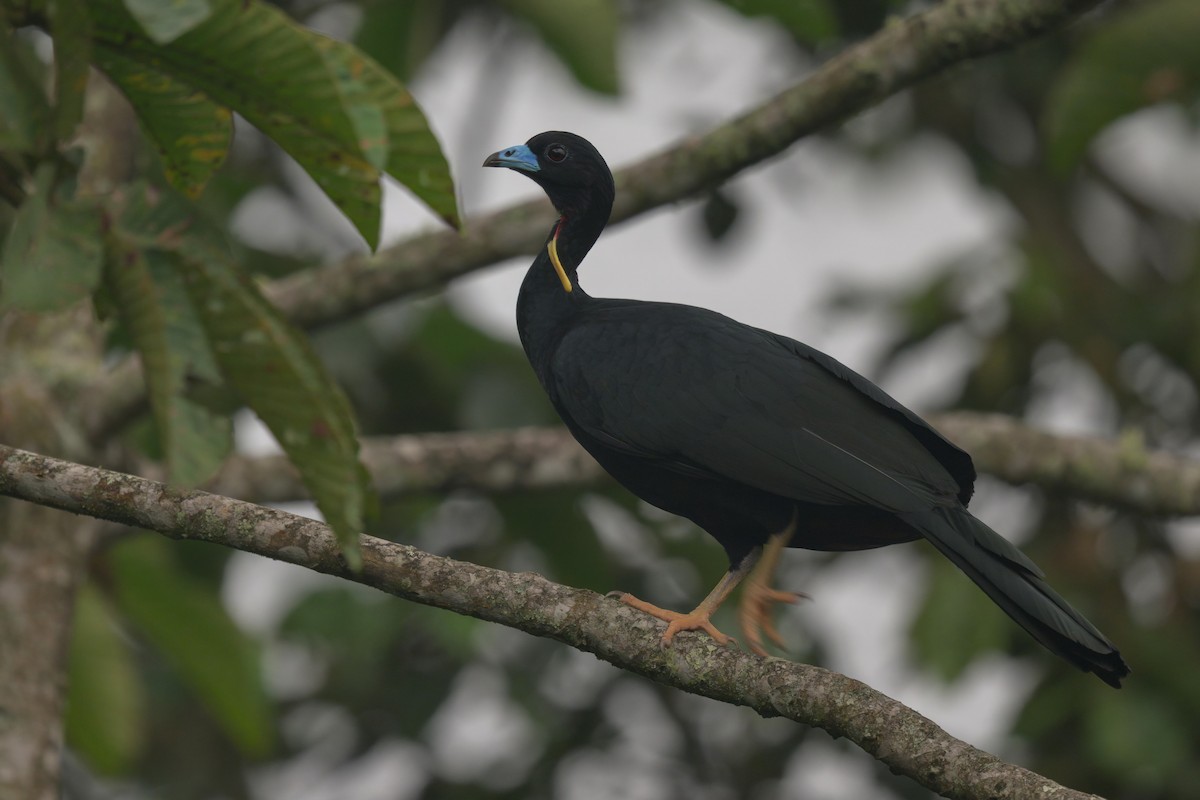 Wattled Guan - ML640595610