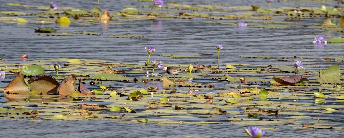 Comb-crested Jacana - ML640595637