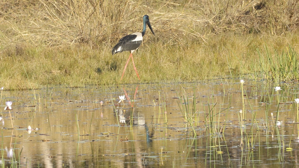 Jabiru d'Asie - ML640595650