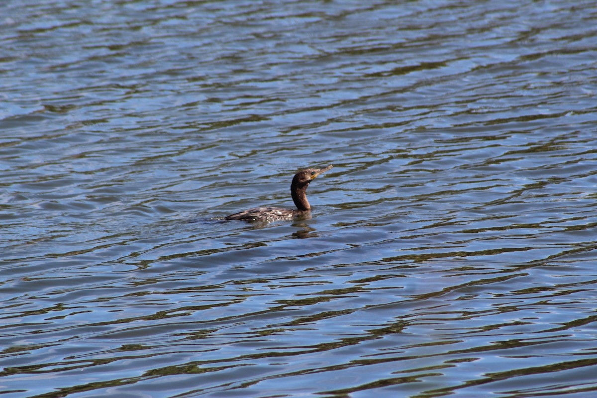 Neotropic Cormorant - ML640595679