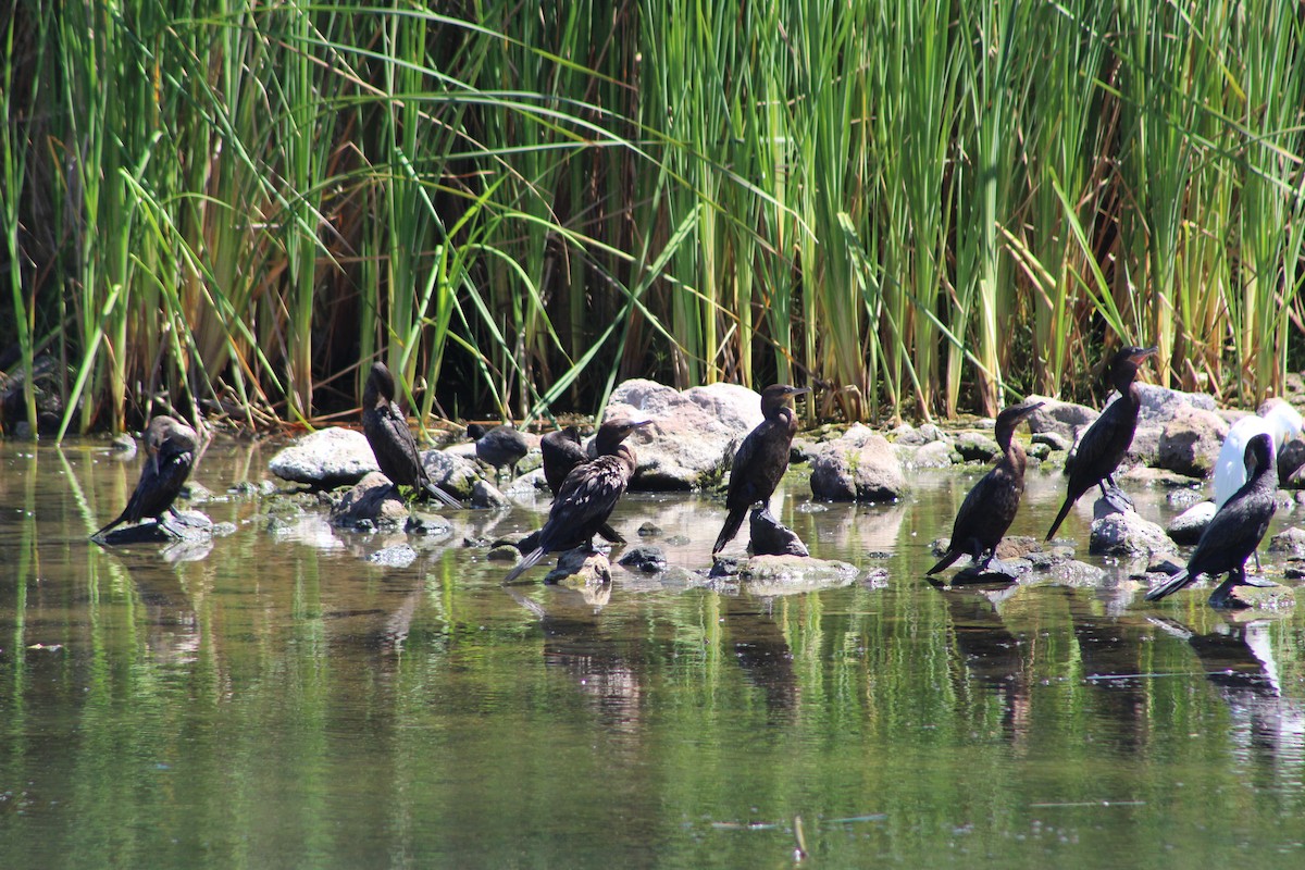 Neotropic Cormorant - ML640595680