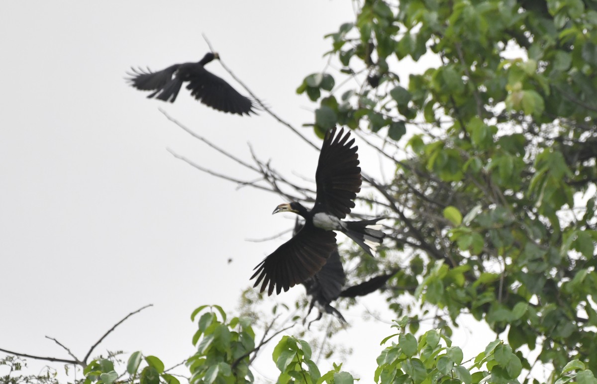 West African Pied Hornbill - ML640595720