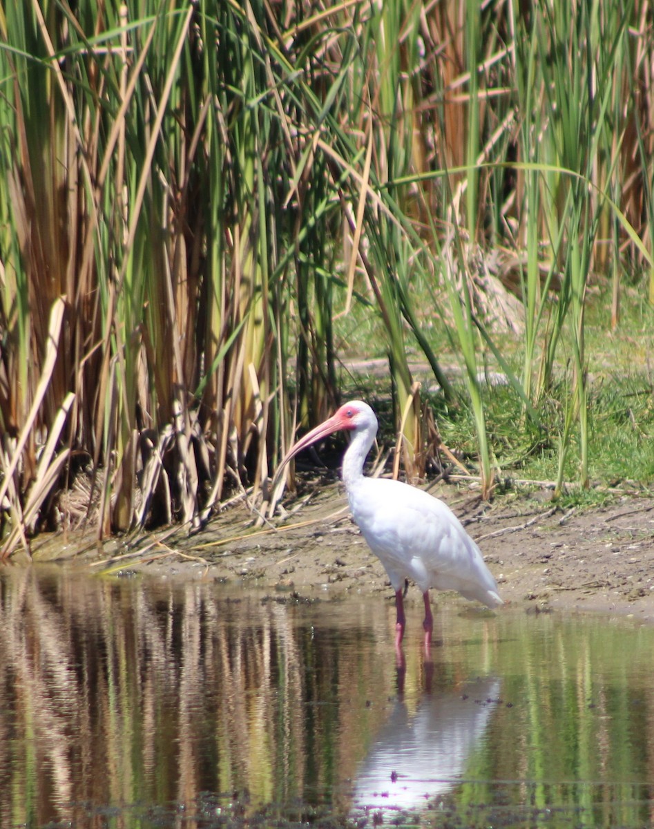 White Ibis - ML640595726