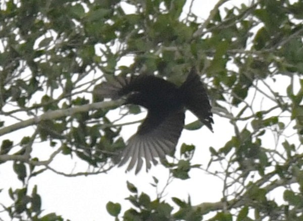 Velvet-mantled Drongo (Fanti) - ML640595775