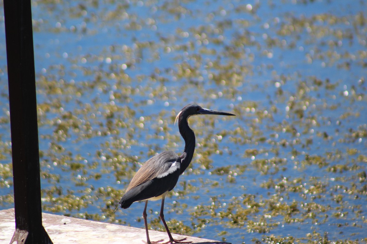 Tricolored Heron - ML640595776