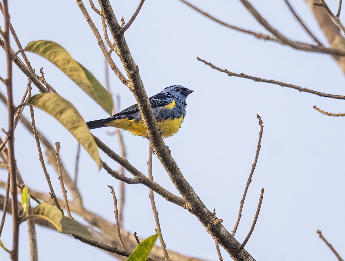 Turquoise Tanager - ML640595785