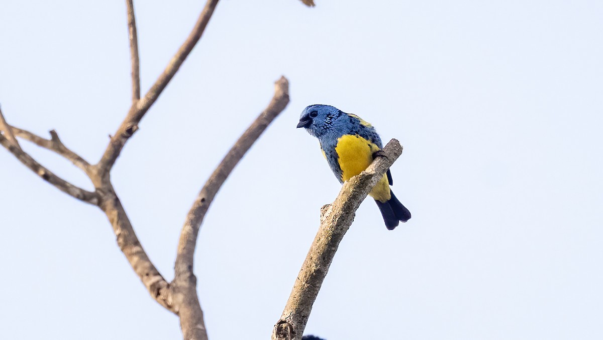 Turquoise Tanager - ML640595786