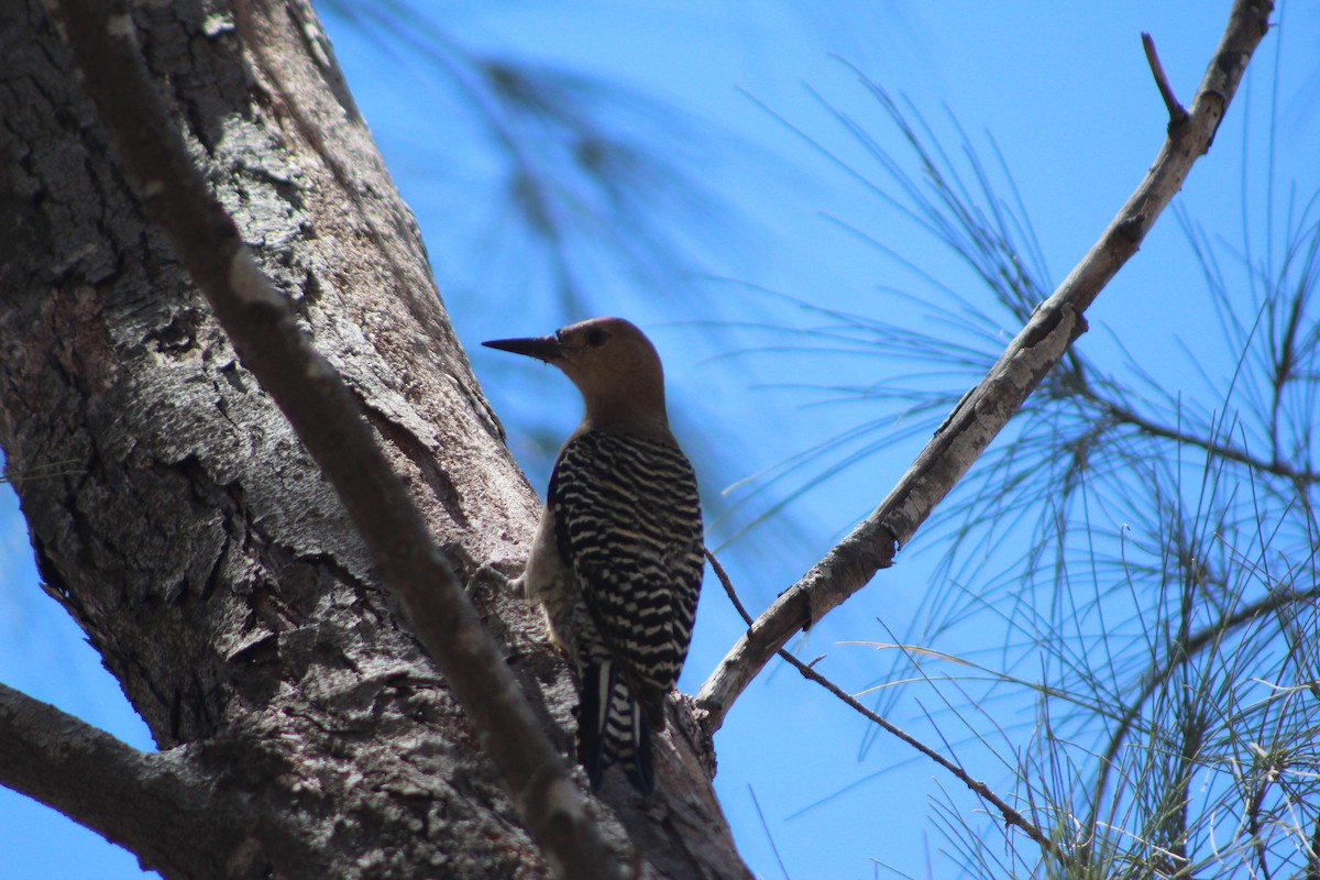 Gila Woodpecker - ML640595799