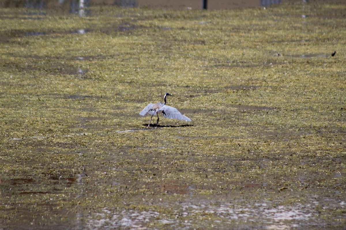 Tricolored Heron - ML640595817