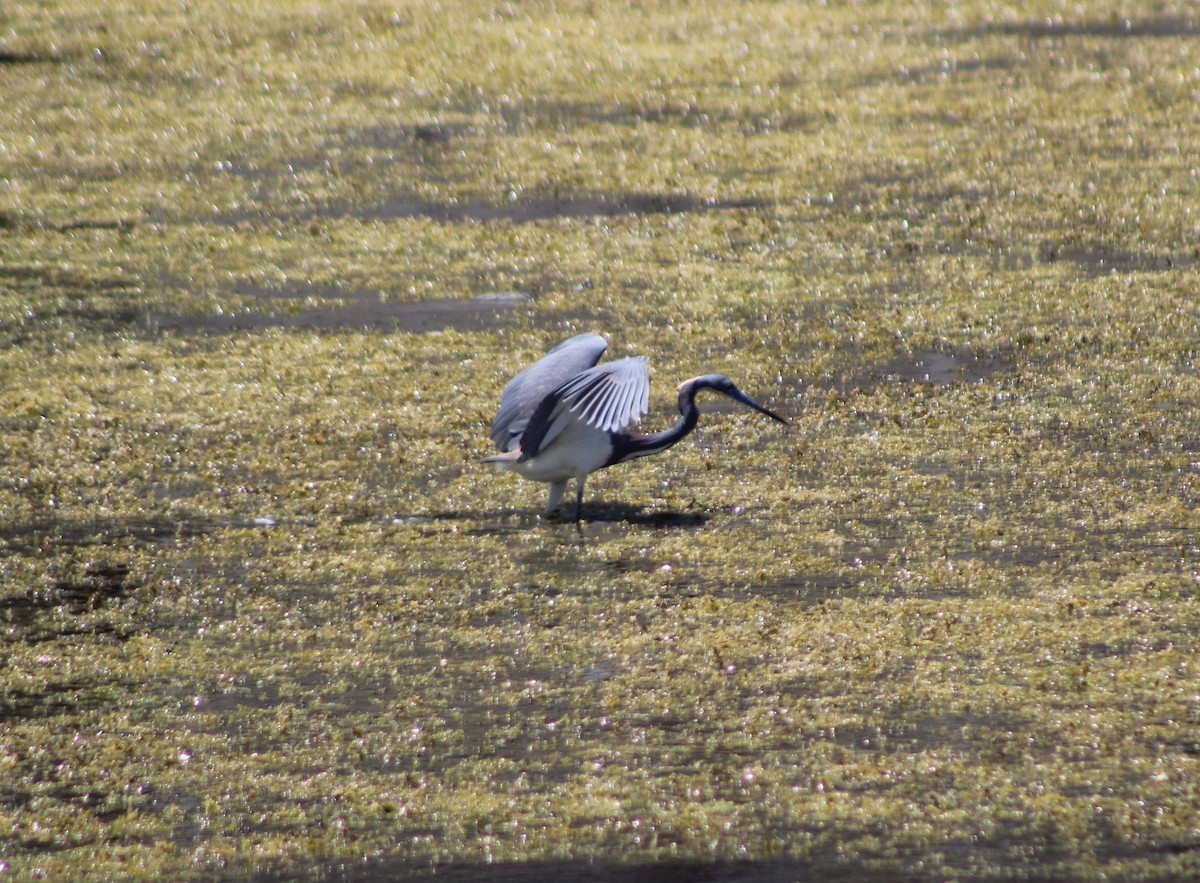 Tricolored Heron - ML640595823