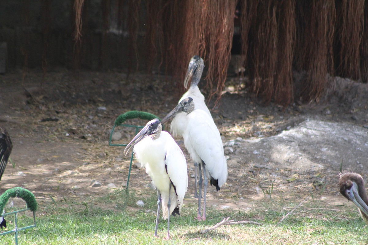 Wood Stork - ML640595840