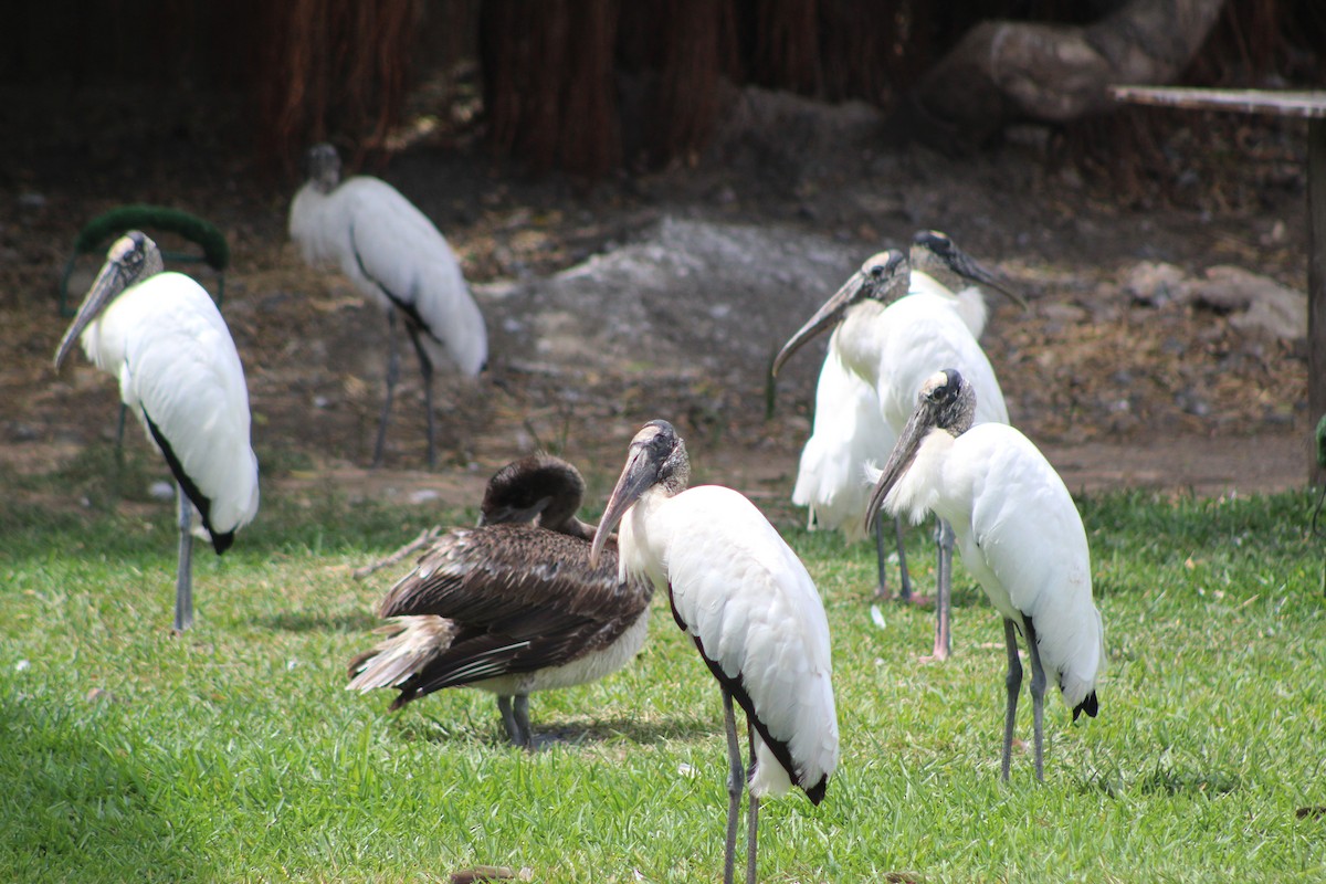 Wood Stork - ML640595841