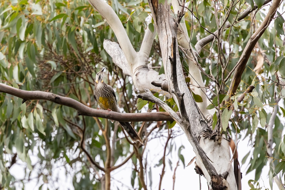 Yellow Wattlebird - ML640595844