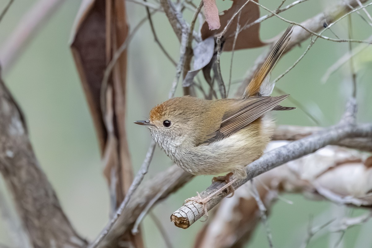 Tasmanian Thornbill - ML640595846