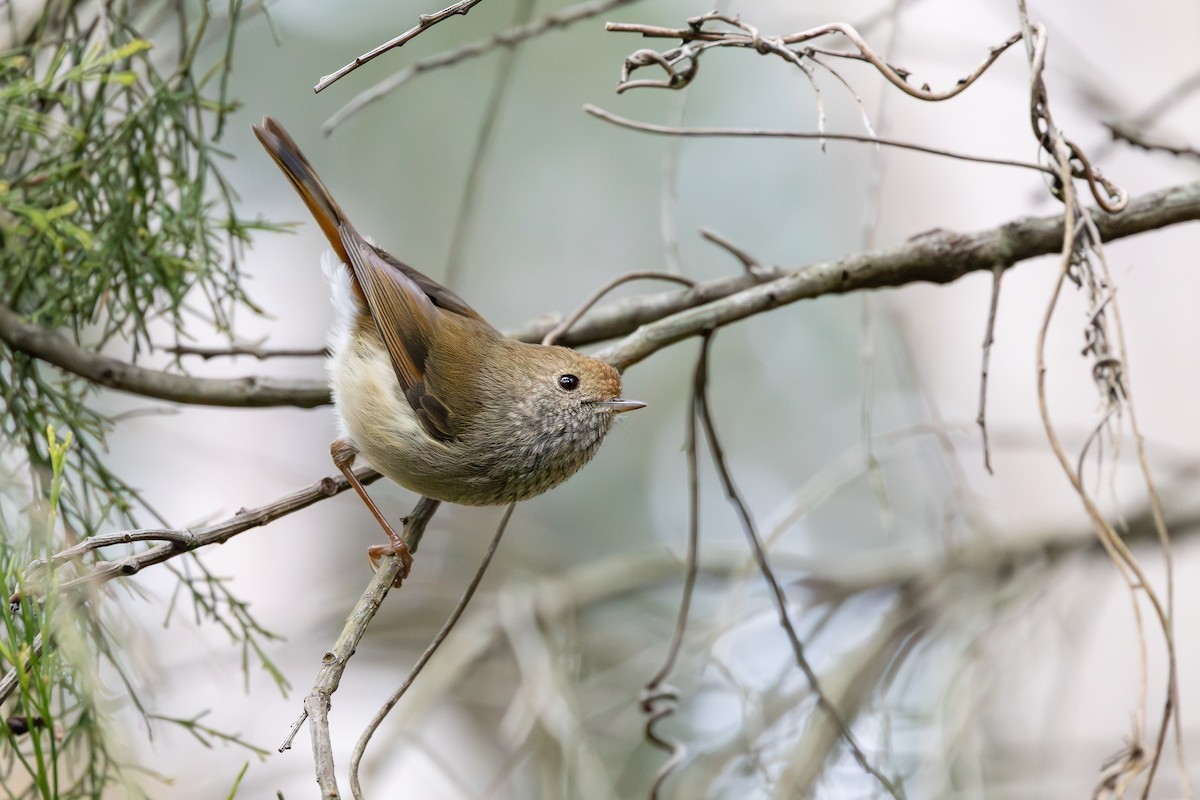 Tasmanian Thornbill - ML640595847
