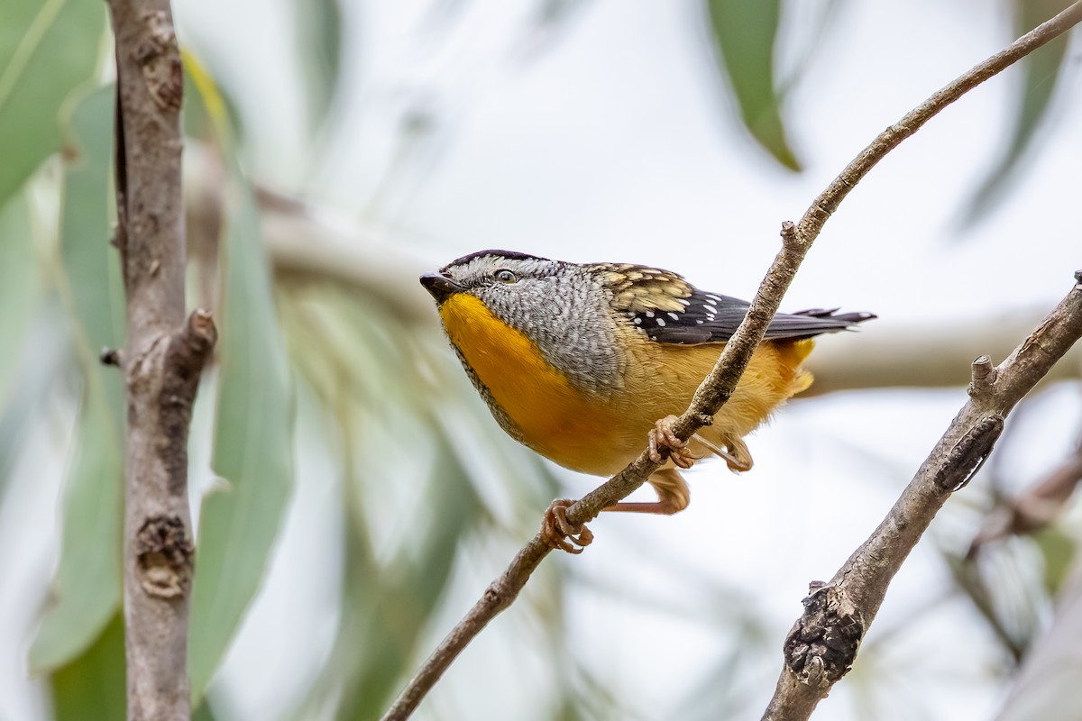 Spotted Pardalote - ML640595848