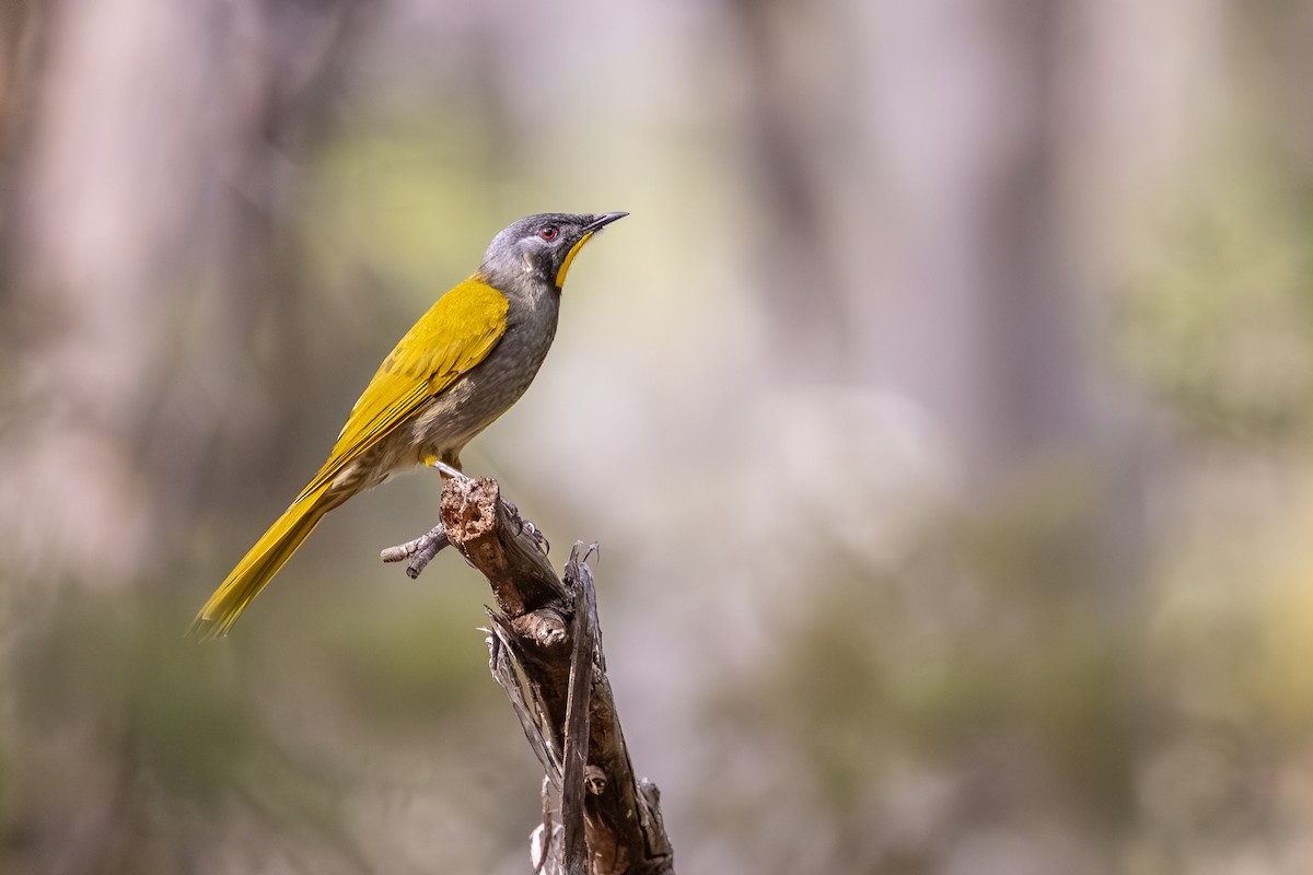 Yellow-throated Honeyeater - ML640595851