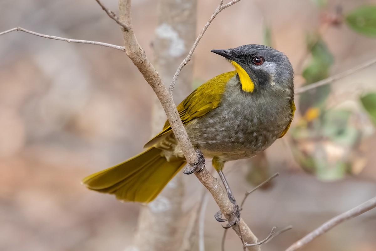 Yellow-throated Honeyeater - ML640595852