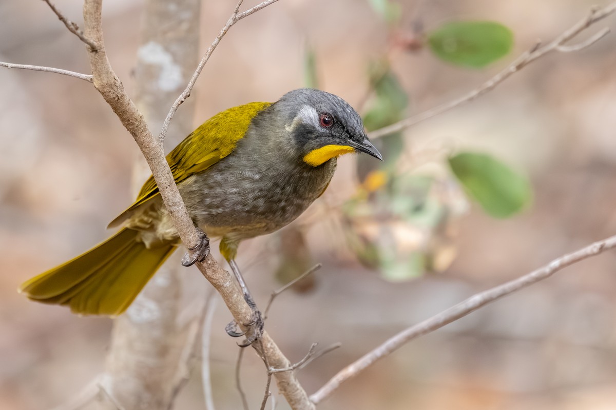 Yellow-throated Honeyeater - ML640595853