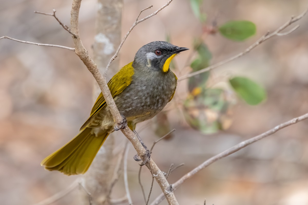Yellow-throated Honeyeater - ML640595854