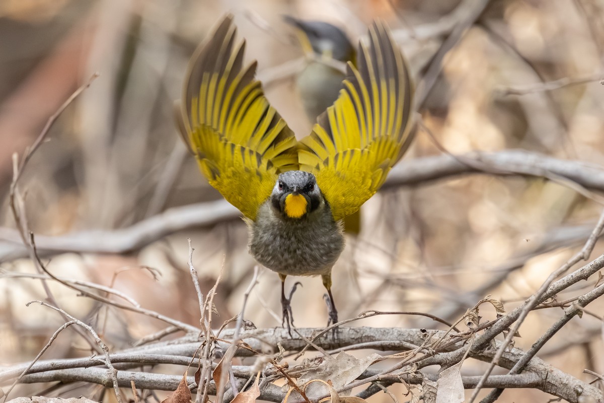 Yellow-throated Honeyeater - ML640595855
