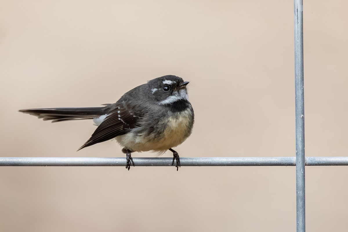 Gray Fantail - ML640595859