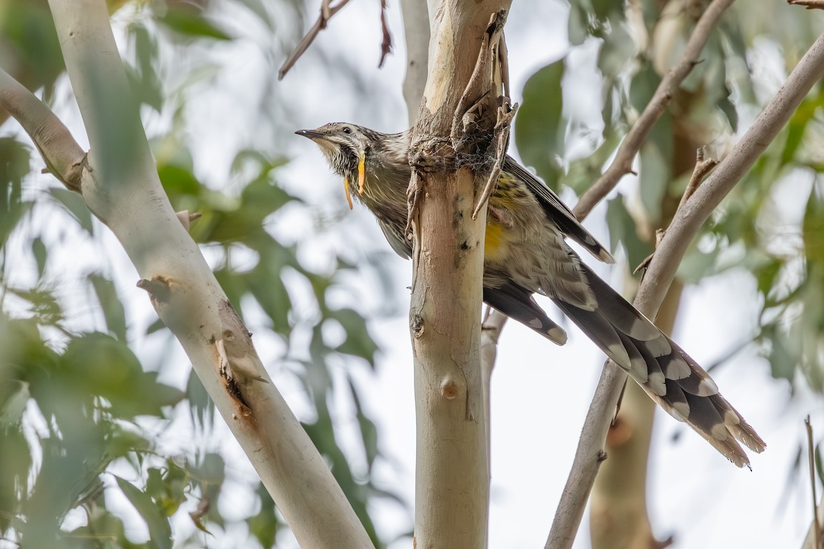 Yellow Wattlebird - ML640595860