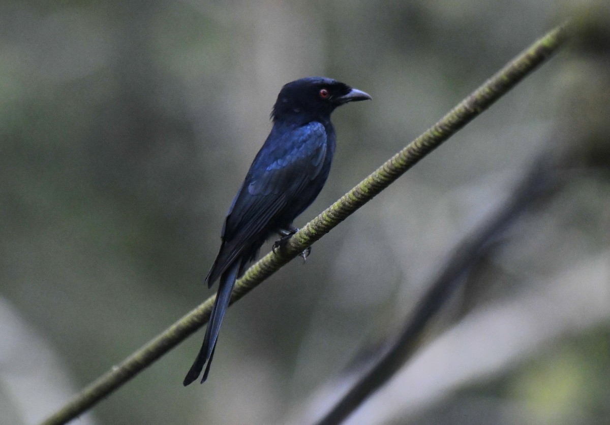 Velvet-mantled Drongo (Fanti) - ML640595863