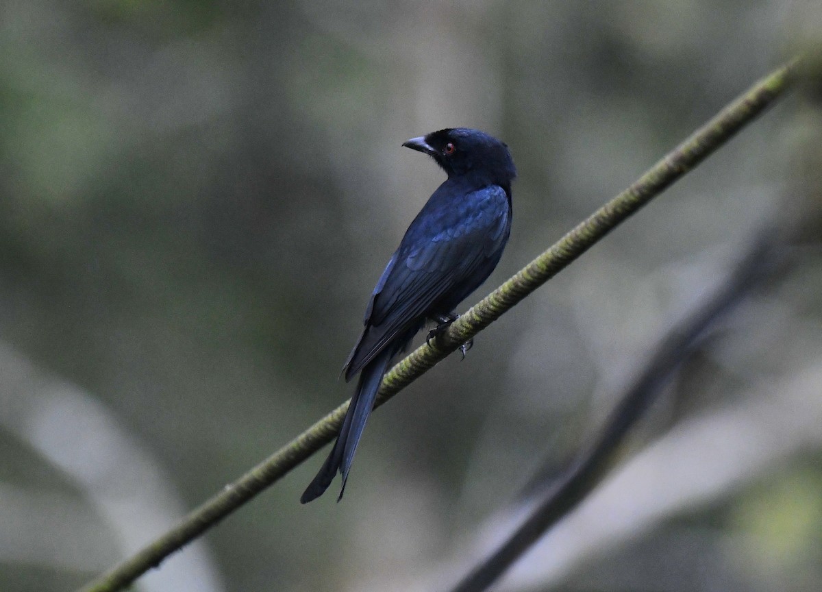 Velvet-mantled Drongo (Fanti) - ML640595864