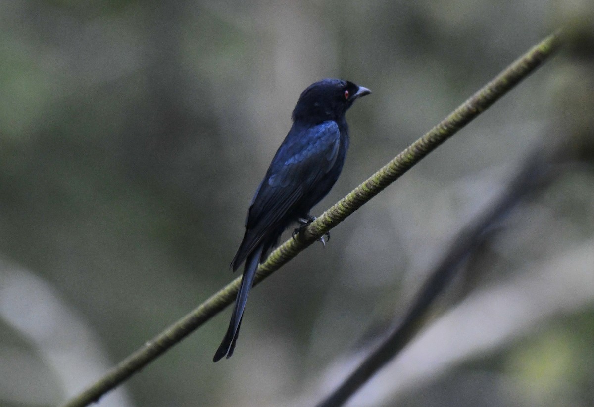Velvet-mantled Drongo (Fanti) - ML640595865